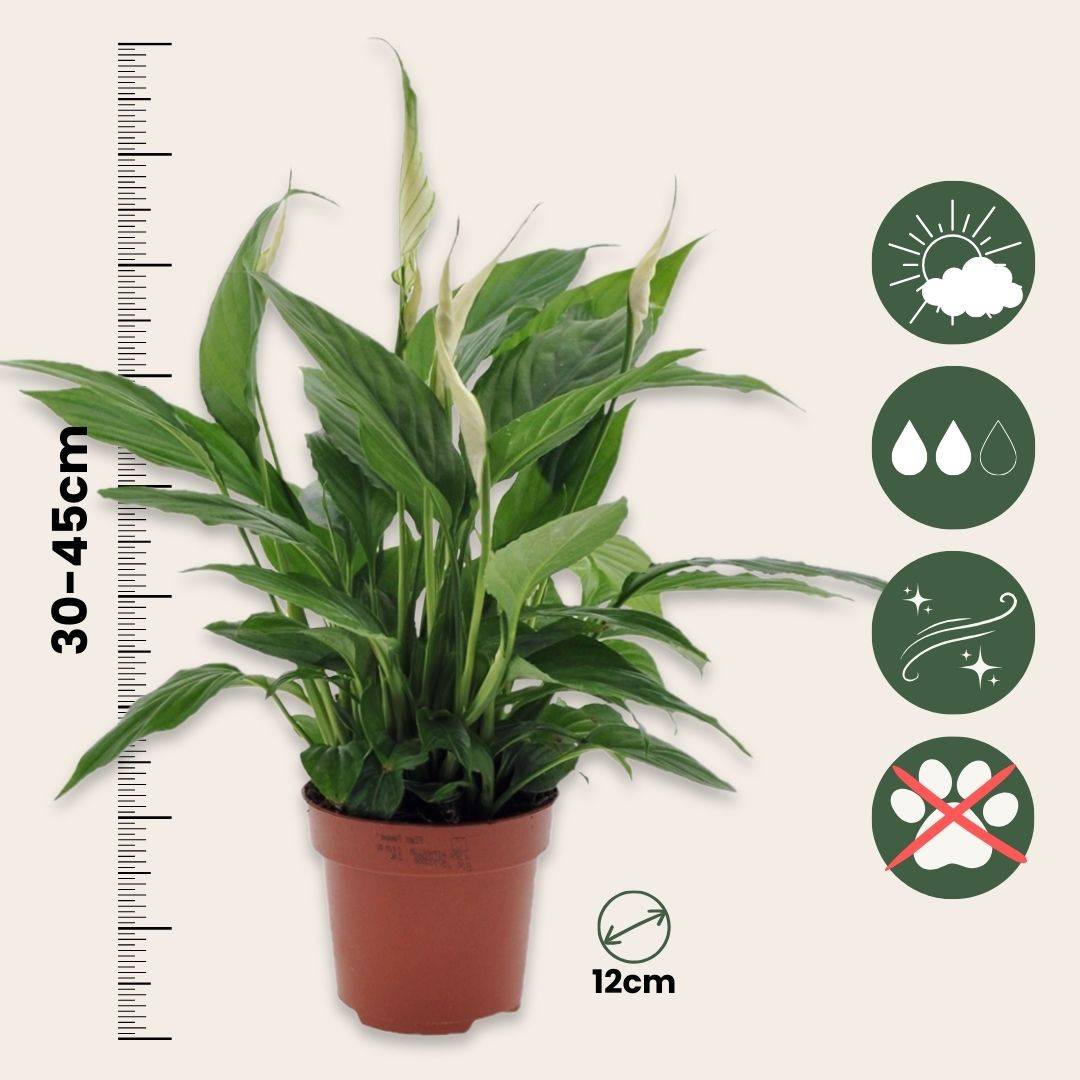 Plant In A Box - Fleur de lune - Set de 4 - Spathiphyllum 'Torelli' - Hauteur 30-45cm - ⌀12cm - Image 6
