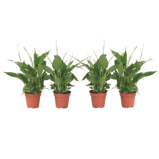 Plant In A Box - Fleur de lune - Set de 4 - Spathiphyllum 'Torelli' - Hauteur 30-45cm - ⌀12cm - Image 1