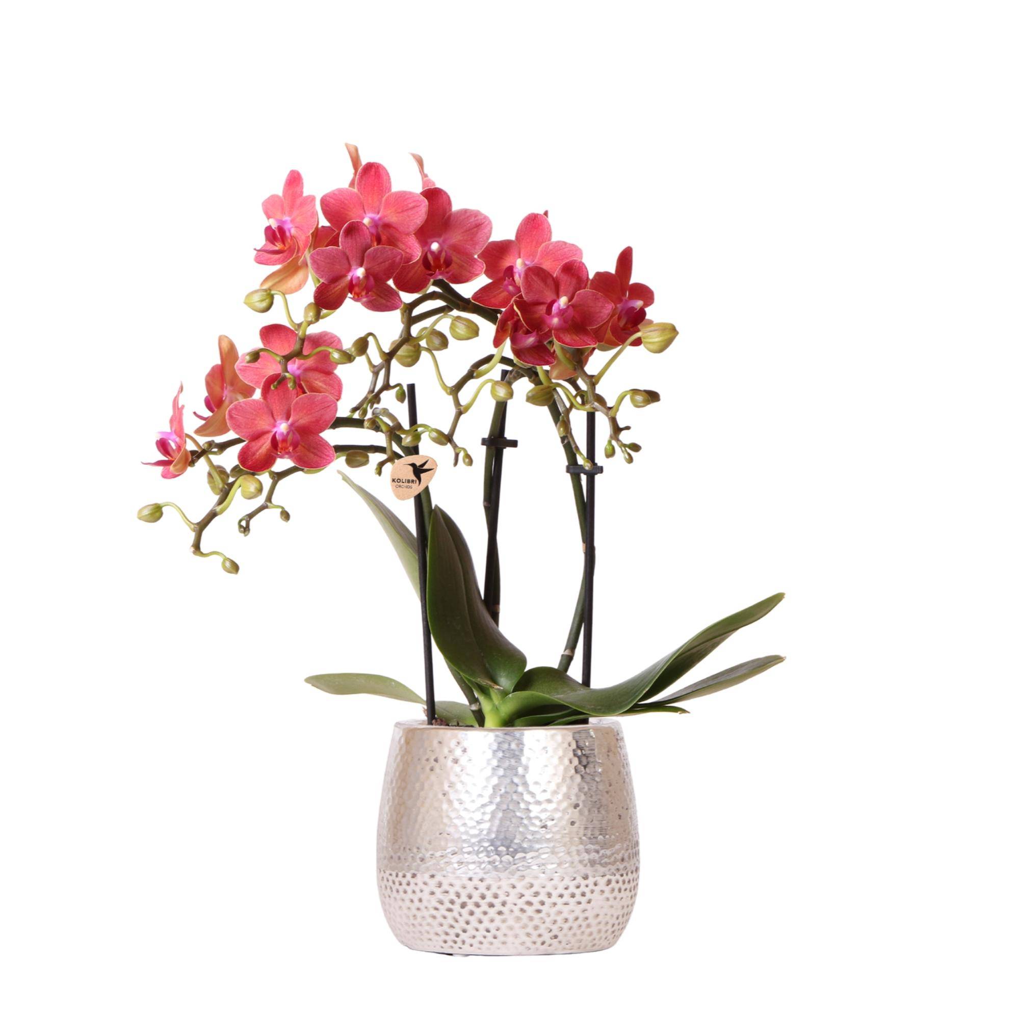 Orchidée Phalaenopsis rouge 'Congo' + cache-pot Elite argenté - Ø9cm - ↕40cm - Plantes d'intérieur