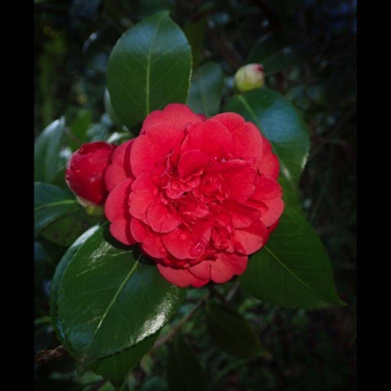 Camélia du Japon 'Kramer's Supreme' (Camellia japonica 'Kramer's Supreme') - Godet 9cm - Pépinières Naudet - Imagen 1