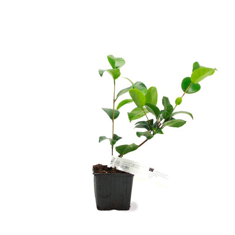 Camélia du Japon 'Kramer's Supreme' (Camellia japonica 'Kramer's Supreme') - Godet 9cm - Pépinières Naudet - Imagen 2