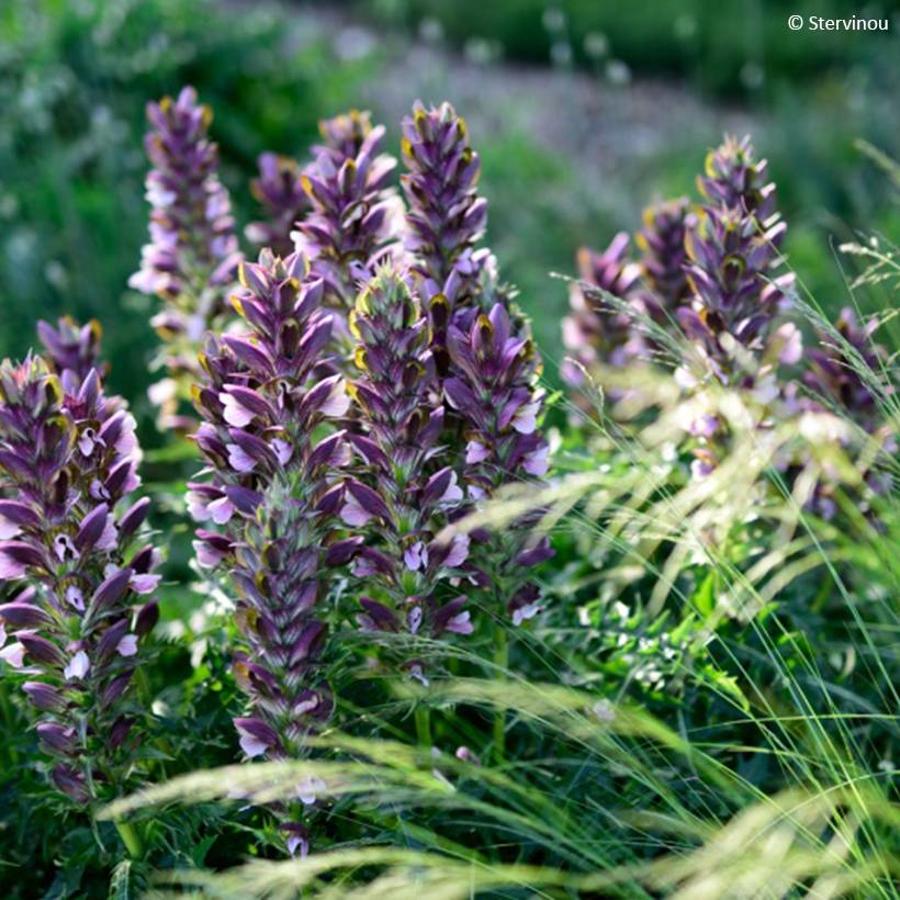 Promesse de Fleurs - Acanthus hirsutus subsp. syriacus - Acanthe Pot de 4L/5L
