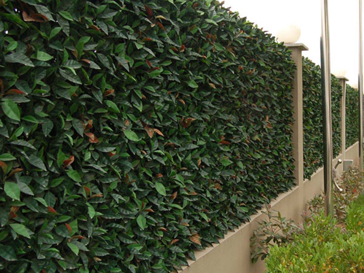 Jardideco - Feuillage artificiel imitation Photinia 1 m² - Jardideco - Imagen 3