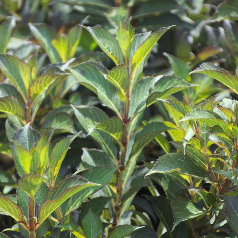 Weigela Black and White® 'Courtacad1', Weigelia à fleurs Blanche - feuillage Caduc - Pot de 4L - 40/60 cm- hauteur à maturité De 1,00 m à 1,50 m - Image 9