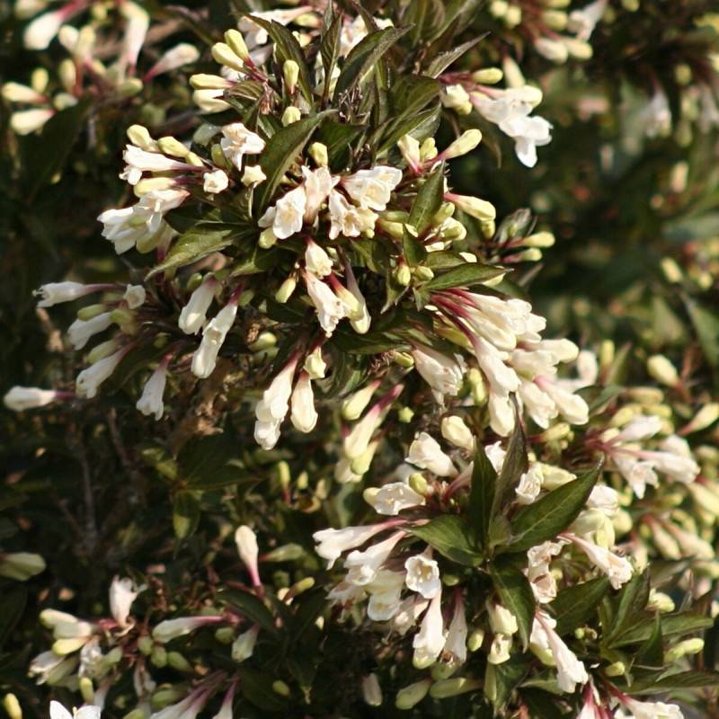Weigela Black and White® 'Courtacad1', Weigelia à fleurs Blanche - feuillage Caduc - Pot de 4L - 40/60 cm- hauteur à maturité De 1,00 m à 1,50 m - Image 6
