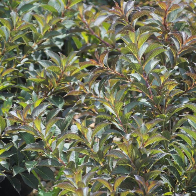Weigela Black and White® 'Courtacad1', Weigelia à fleurs Blanche - feuillage Caduc - Pot de 4L - 40/60 cm- hauteur à maturité De 1,00 m à 1,50 m - Image 8