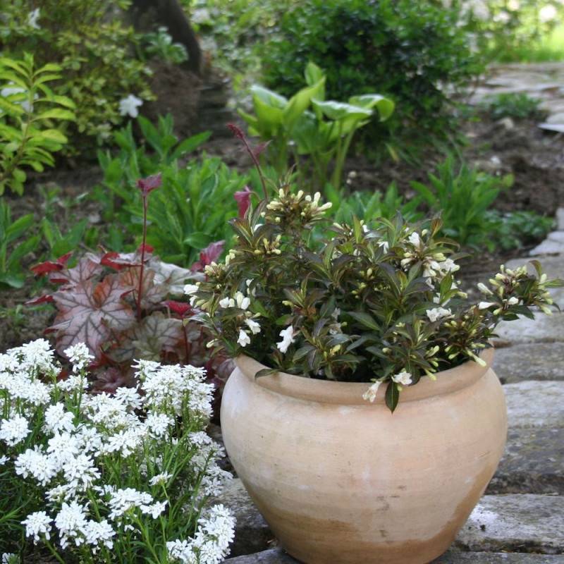 Weigela Black and White® 'Courtacad1', Weigelia à fleurs Blanche - feuillage Caduc - Pot de 4L - 40/60 cm- hauteur à maturité De 1,00 m à 1,50 m - Image 7