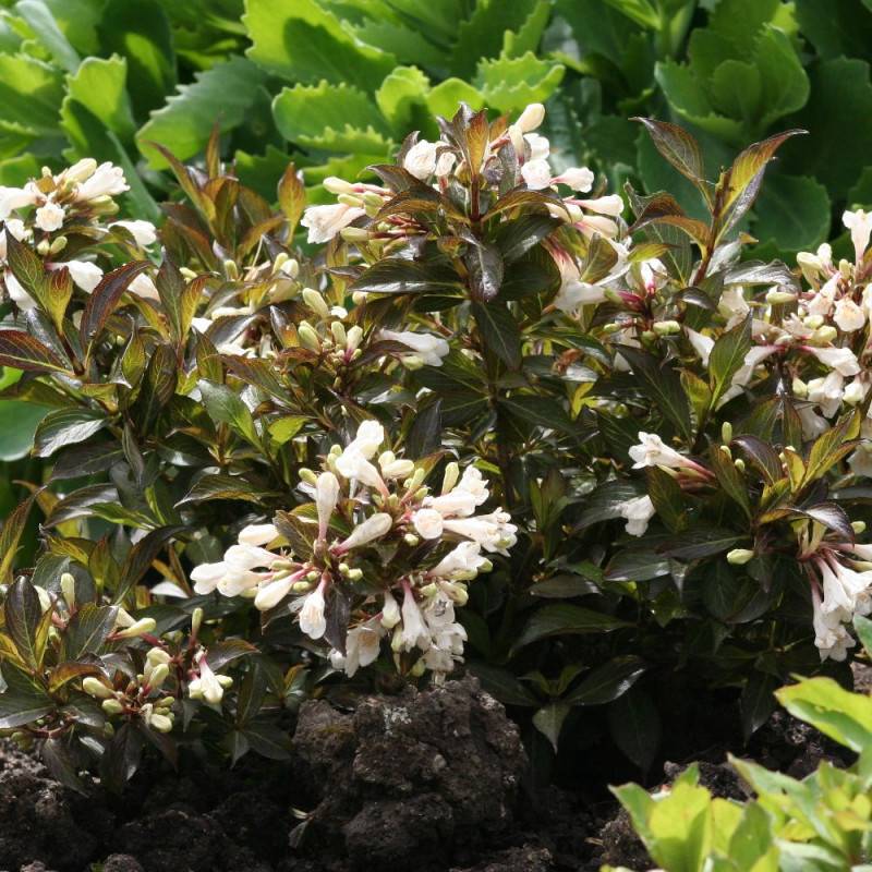 Weigela Black and White® 'Courtacad1', Weigelia à fleurs Blanche - feuillage Caduc - Pot de 4L - 40/60 cm-  hauteur à maturité De 1,00 m à 1,50 m - Image 1