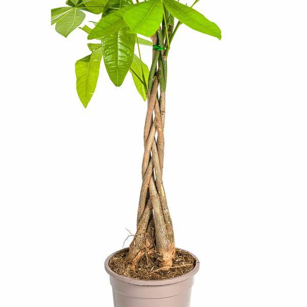 La Green Touch - Pachira Aquatica - D19 H70cm - Image 5