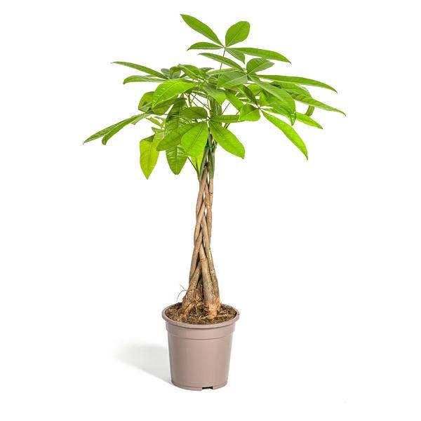 La Green Touch - Pachira Aquatica - D19 H70cm - Image 4