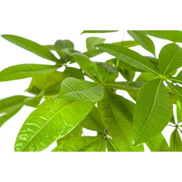 La Green Touch - Pachira Aquatica - D19 H70cm - Image 2