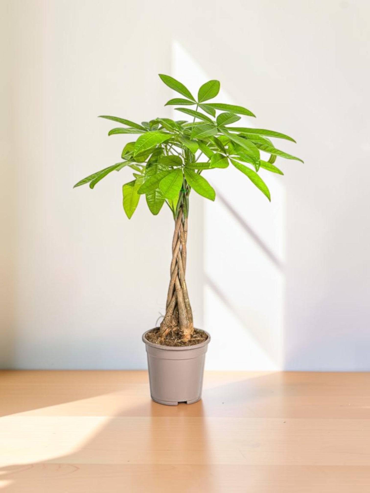 Pachira Aquatica - D19 H70cm