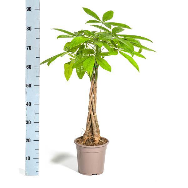 La Green Touch - Pachira Aquatica - D19 H70cm - Image 3