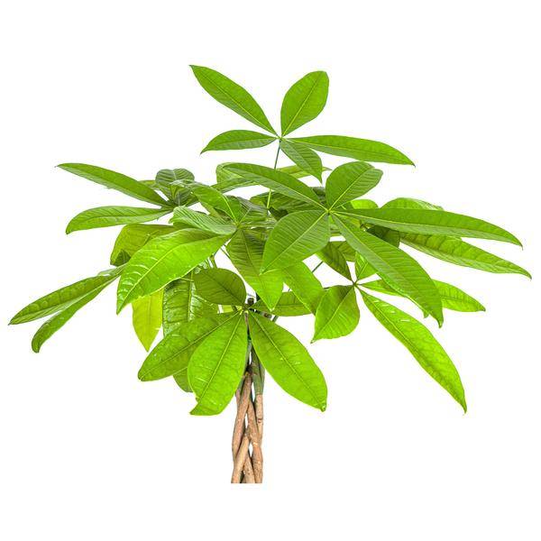 La Green Touch - Pachira Aquatica - D19 H70cm - Image 6