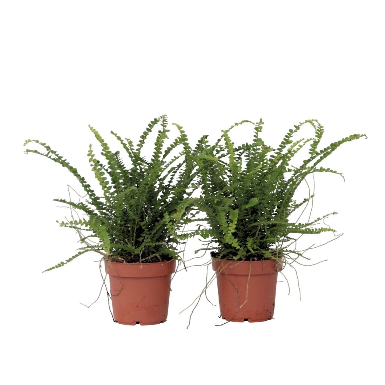 Plant In A Box - Fougère de Duff - Set de 2 - Nephrolepis 'Duffii' - Hauteur 25-40cm - ⌀12cm - Image 1
