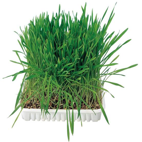 Herbe à chat, barquette de 100g - Image 3