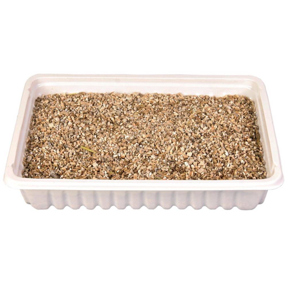 Herbe à chat, barquette de 100g - Image 2
