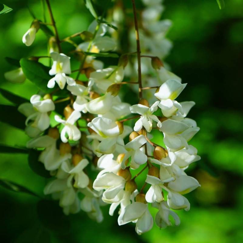 Robinier faux-acacia Twisty Baby® 'Lace Lady' à fleurs Blanche - feuillage Caduc - Pot de 15L - 1/2 tige - 150/175 cm-  hauteur à maturité De 1,00 m à - Imagen 4