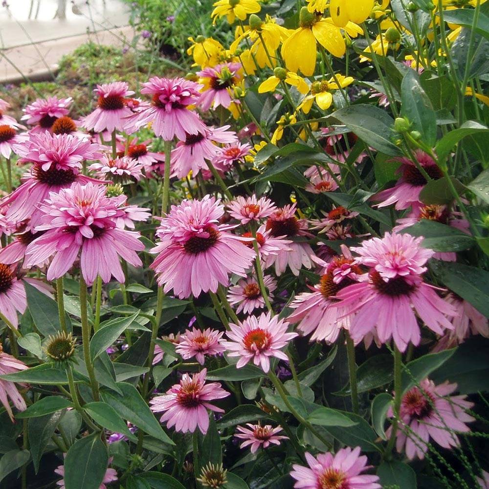 Echinacea purpurea Double Decker Pot de 2L/3L