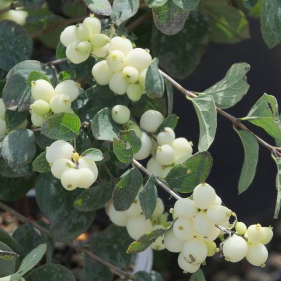 Symphorine Magical® Galaxy 'Kolmgala', Symphoricarpos à fleurs Blanche - feuillage Caduc - Pot de 3L - 20/40 cm- hauteur à maturité De 2,50 m à 3,00 - Image 3