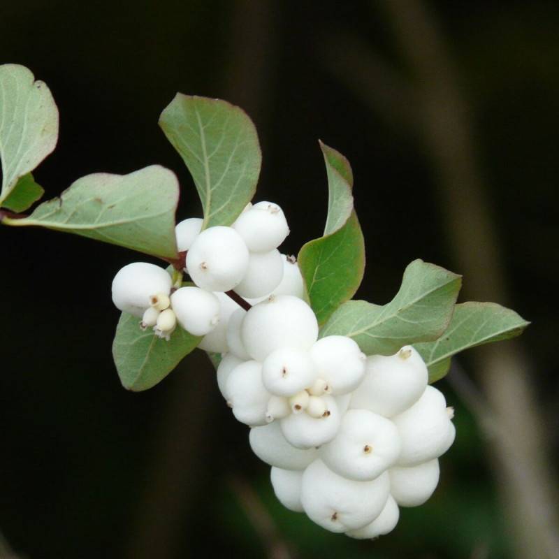 Symphorine Magical® Galaxy 'Kolmgala', Symphoricarpos à fleurs Blanche - feuillage Caduc - Pot de 3L - 20/40 cm-  hauteur à maturité De 2,50 m à 3,00 - Image 1