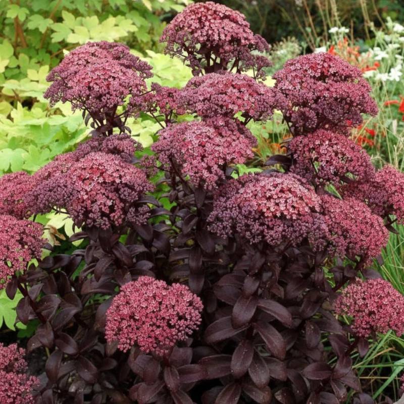 Orpin Dark Magic®, Sedum à fleurs Rouge/ - feuillage Caduc - Godet - 5/20 cm - Imagen 1
