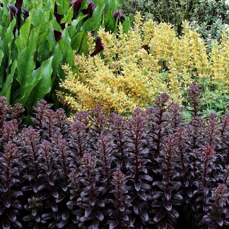 Orpin Dark Magic®, Sedum à fleurs Rouge/ - feuillage Caduc - Godet - 5/20 cm - Imagen 5