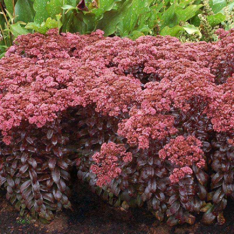 Orpin Dark Magic®, Sedum à fleurs Rouge/ - feuillage Caduc - Godet - 5/20 cm - Imagen 6