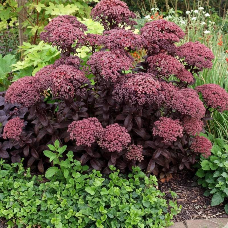 Orpin Dark Magic®, Sedum à fleurs Rouge/ - feuillage Caduc - Godet - 5/20 cm - Imagen 3