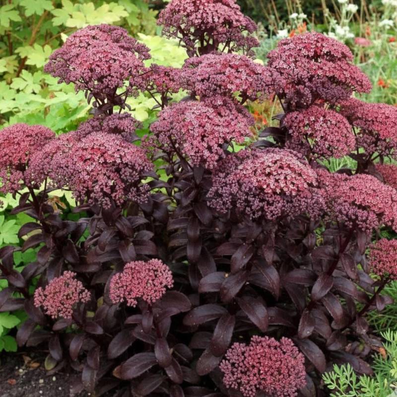Orpin Dark Magic®, Sedum à fleurs Rouge/ - feuillage Caduc - Godet - 5/20 cm - Imagen 2