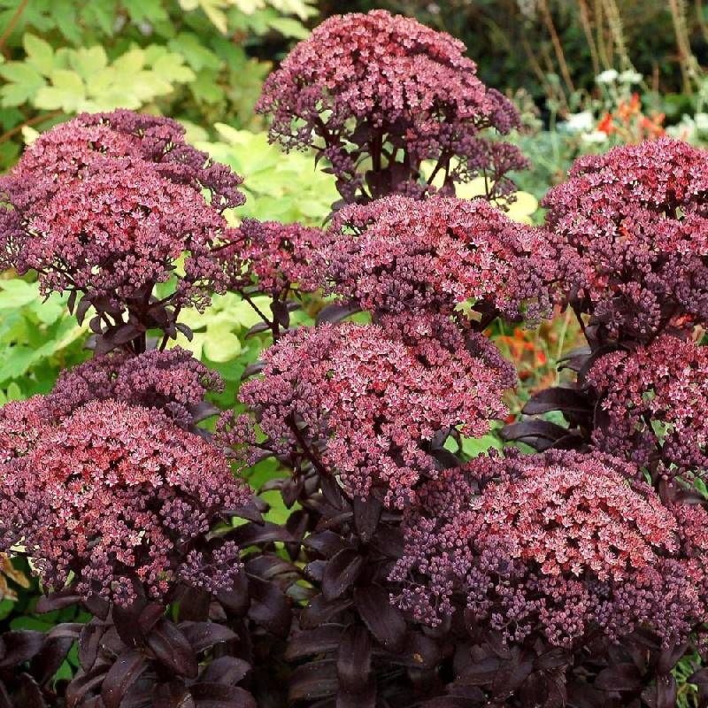 Orpin Dark Magic®, Sedum à fleurs Rouge/ - feuillage Caduc - Godet - 5/20 cm - Imagen 7