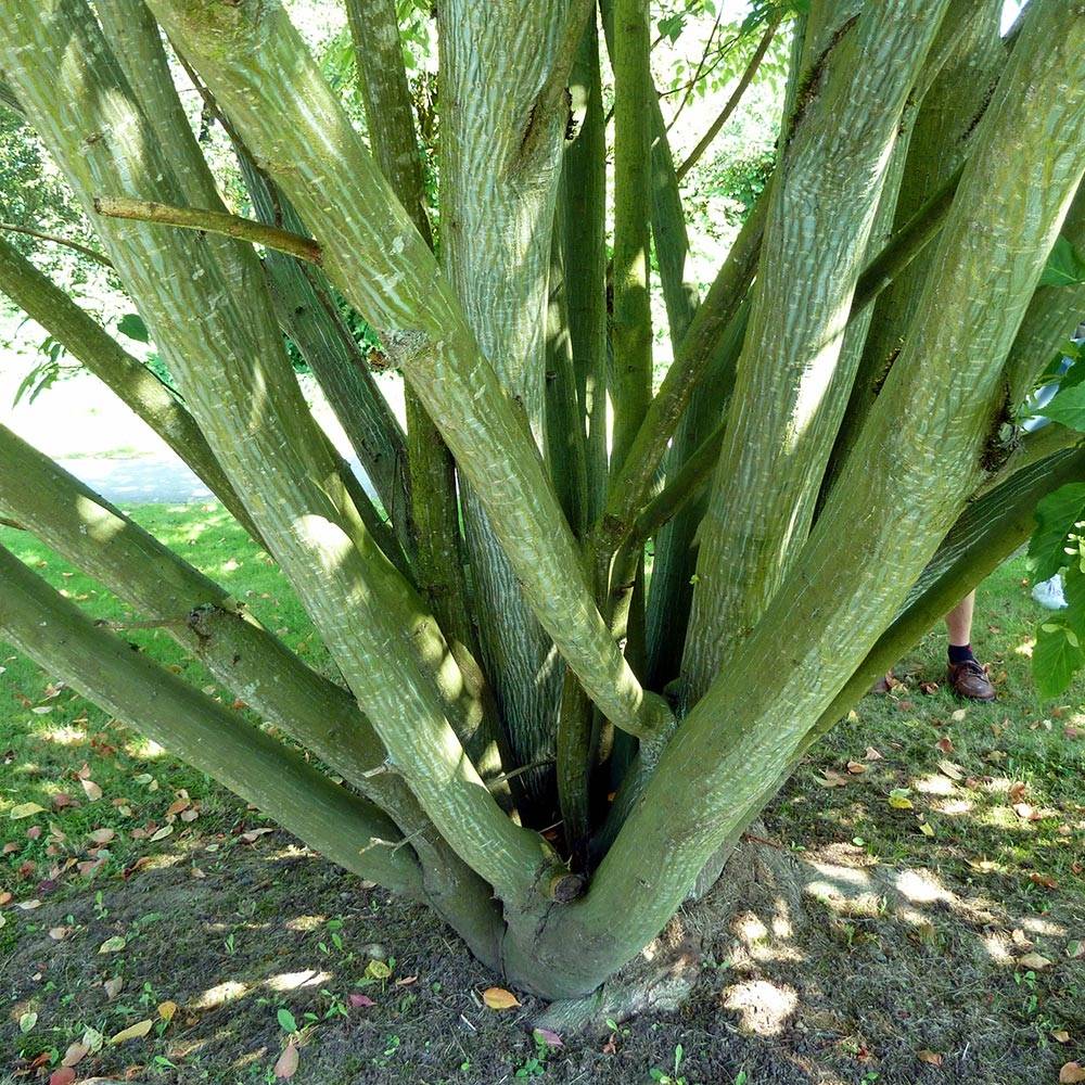 Acer davidii - Érable à peau de serpent Pot de 12 cm / 13 cm, Baliveau