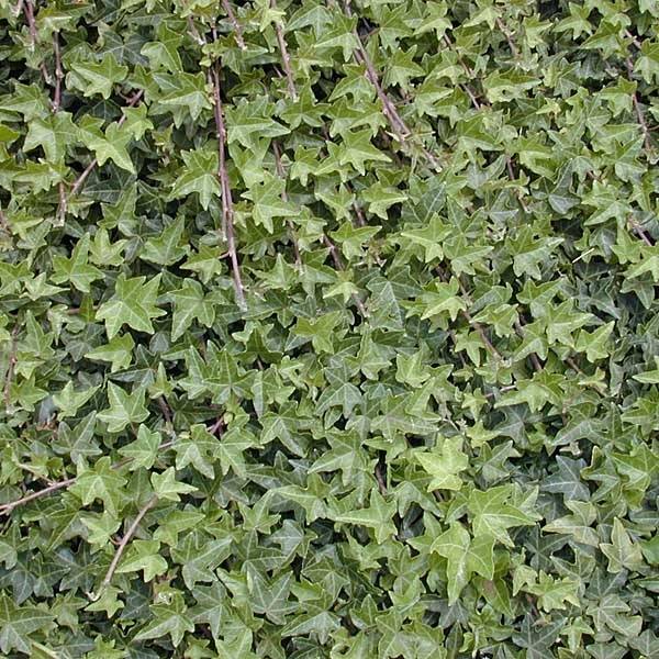 Lierre commun - Hedera helix Godet de 8/9 cm