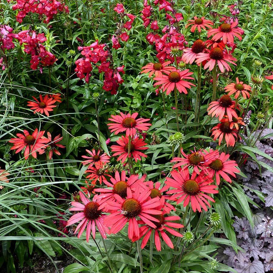 Echinacea Prima Ruby - Echinacée Godet de 8/9 cm