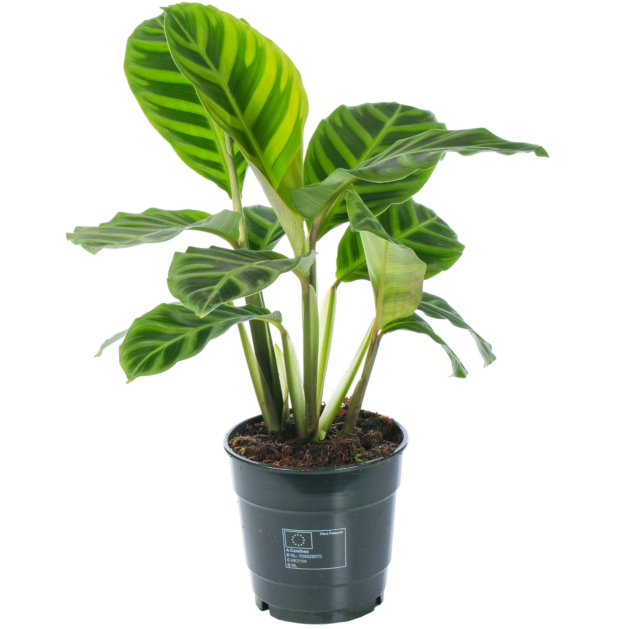 Gardenersdream - Calathea Zebrina | Plante D’Intérieur Zébrée Pour La Maison Ou Le Bureau - GardenersDream - Imagen 1