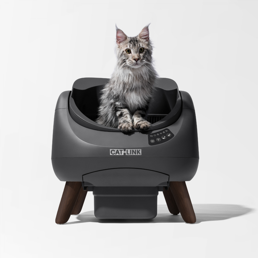 9 plantes d'intrieur toxiques pour le chien et le chat - Jardiland