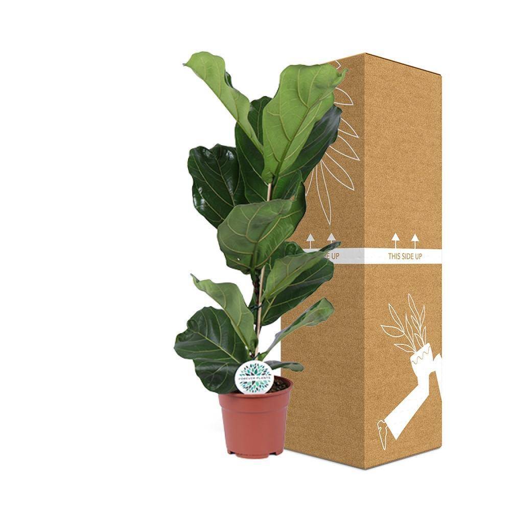 Ficus Lyrata - D17 H60cm - Image 3