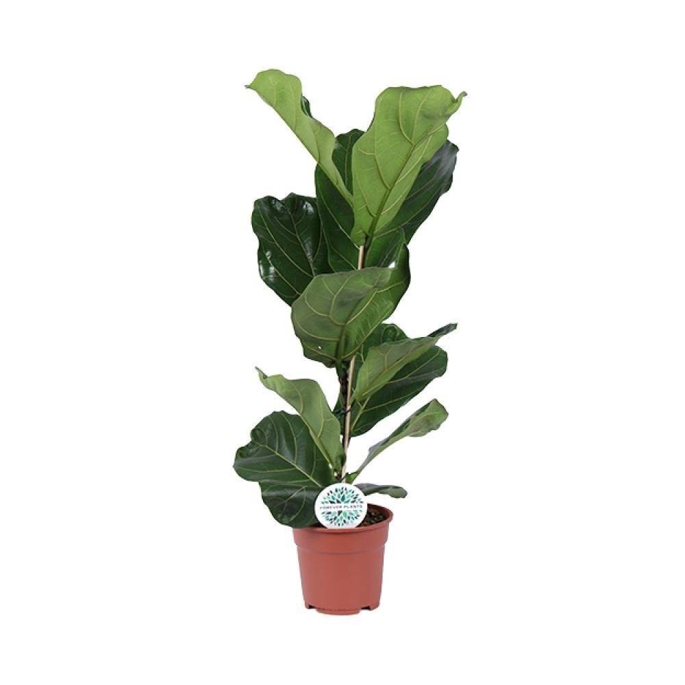 Ficus Lyrata - D17 H60cm - Image 1