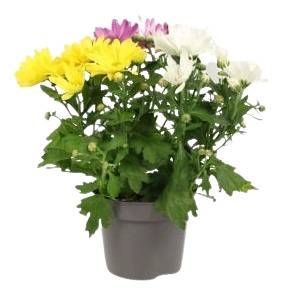 Fleuron D'Anjou - CHRYSANTHEME MULTIFLEUR TRICOLORE  pot de 12cm - Image 1