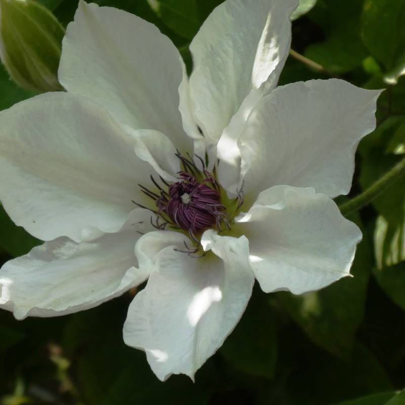 Clématite Matka Urszula Ledochowska à fleurs Blanche - feuillage Caduc - Pot de 3L - Echelle bambou 60/120 cm-  hauteur à maturité De 1,50 m à 2,00 m - Imagen 5