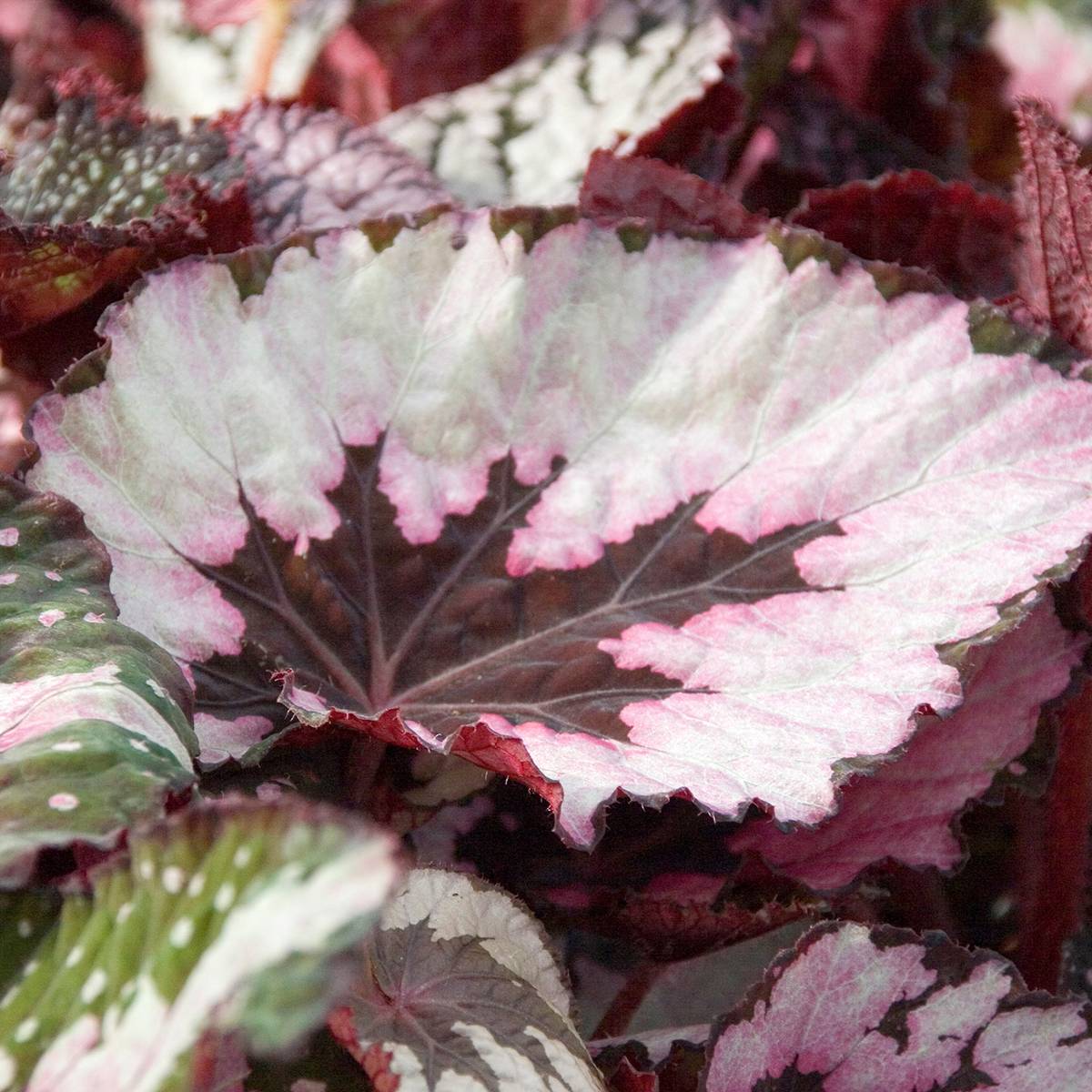 Begonia Rex Spirit of Kwale Mini-plante