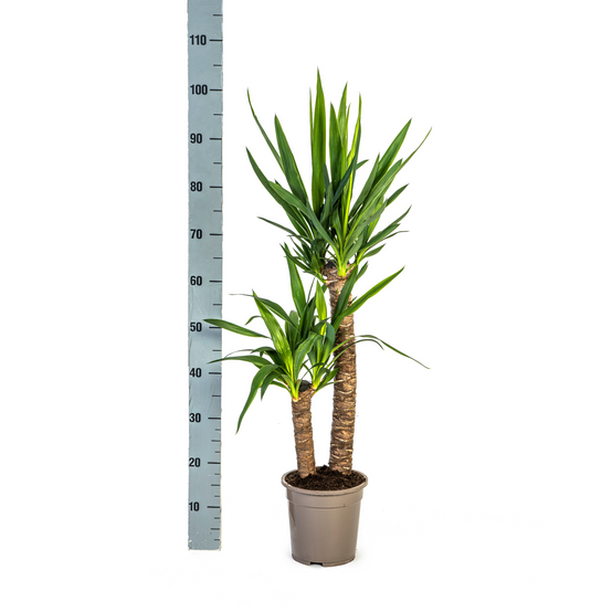 La Green Touch - Yucca Elephantipes - D21 H90cm - Image 3