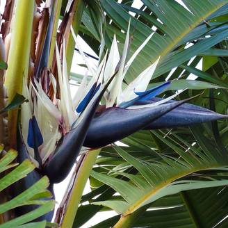 Promesse de Fleurs - Strelitzia nicolai - Oiseau de Paradis blanc, géant Pot de 2L/3L