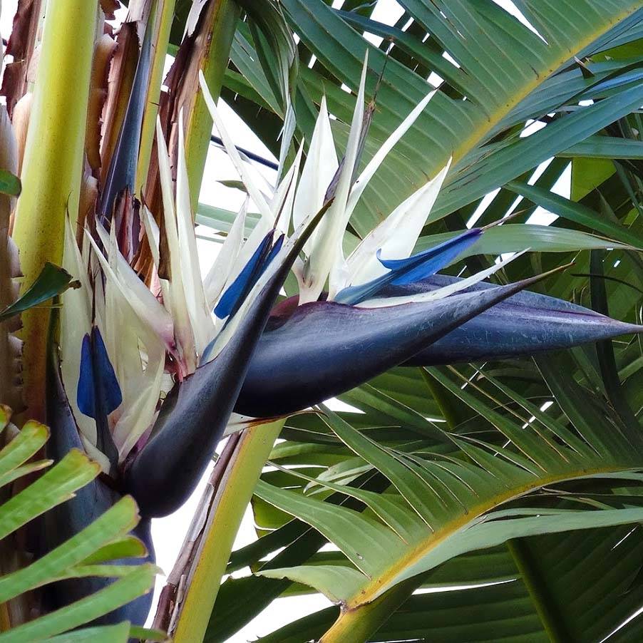 Strelitzia nicolai - Oiseau de Paradis blanc, géant  Pot de 2L/3L