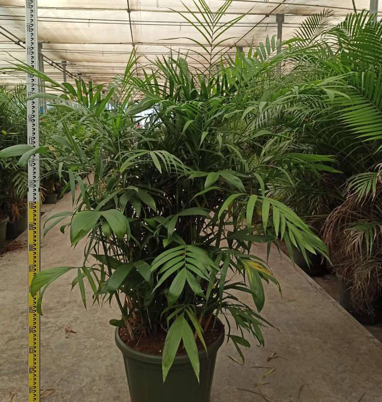 Sans Marque - Chamaedorea seifrizii (Palmier nain de Seifriz) Taille:Pot de 1 litre - 50/60 cm - Image 5
