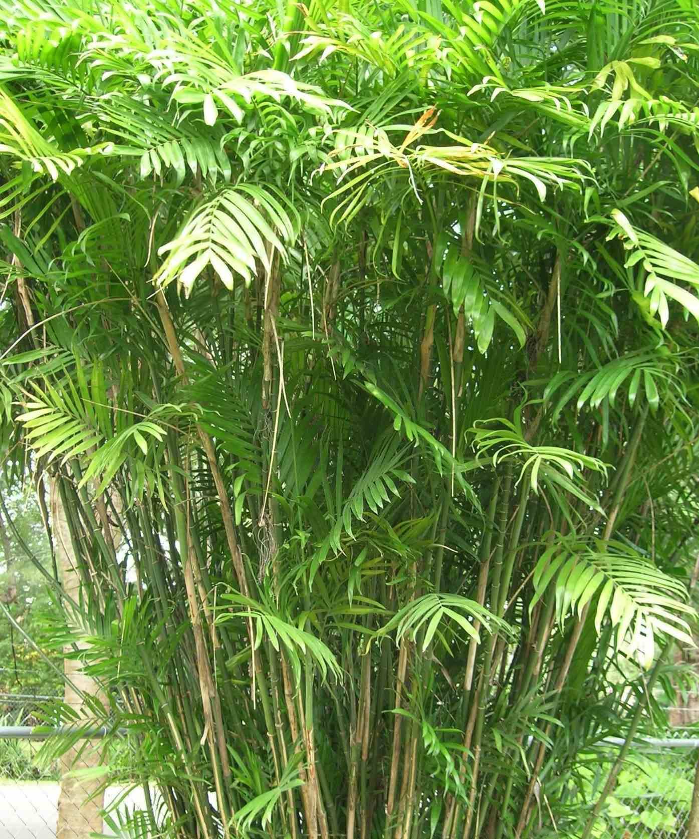 Sans Marque - Chamaedorea seifrizii (Palmier nain de Seifriz) Taille:Pot de 1 litre - 50/60 cm - Image 2