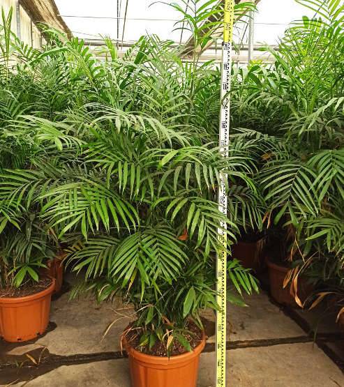 Sans Marque - Chamaedorea seifrizii (Palmier nain de Seifriz) Taille:Pot de 1 litre - 50/60 cm - Image 3