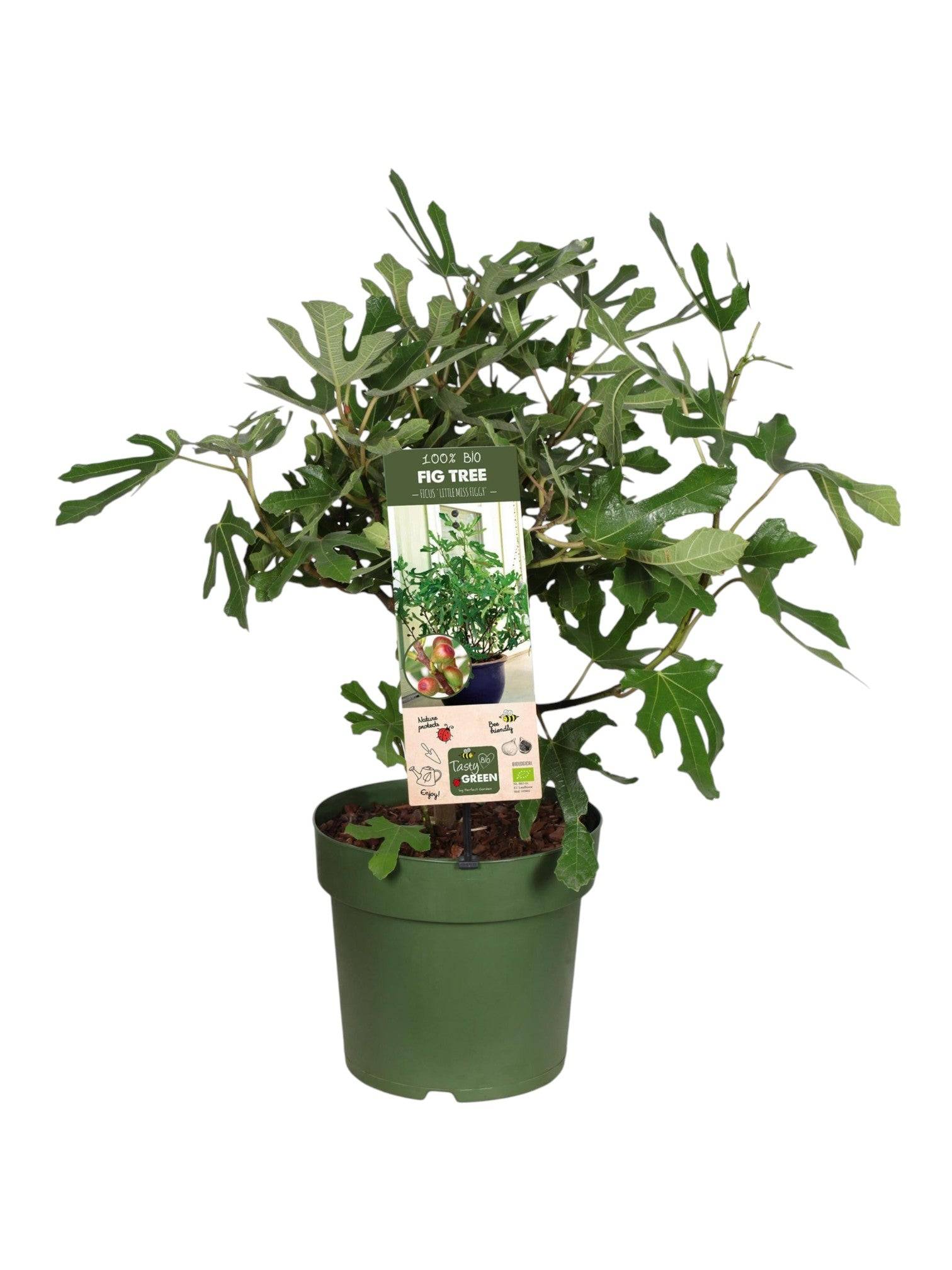 Ficus Carica 'Little Miss Figgy' Bio- La Green Touch