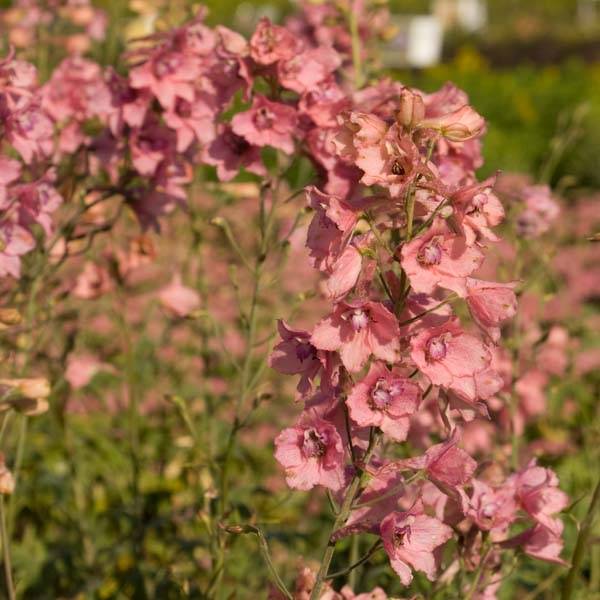 Promesse de Fleurs - Delphinium Ruysii Pink Sensation, Pied d'Alouette Pot de 2L/3L