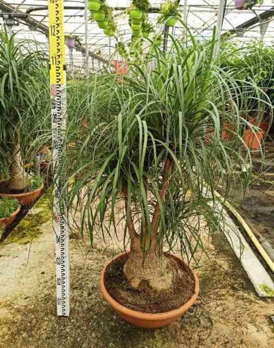 Beaucarnea recurvata [syn. Nolina r.] Pot de 250L 200/250cm - Jardiland